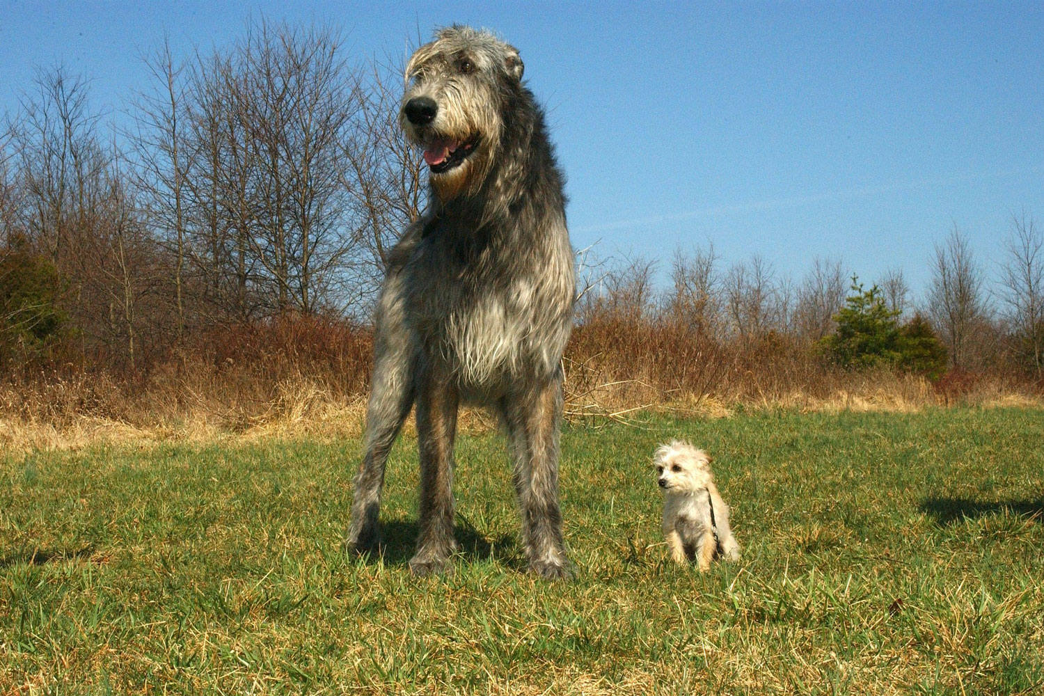 irish-wolfhound-chihuahua
