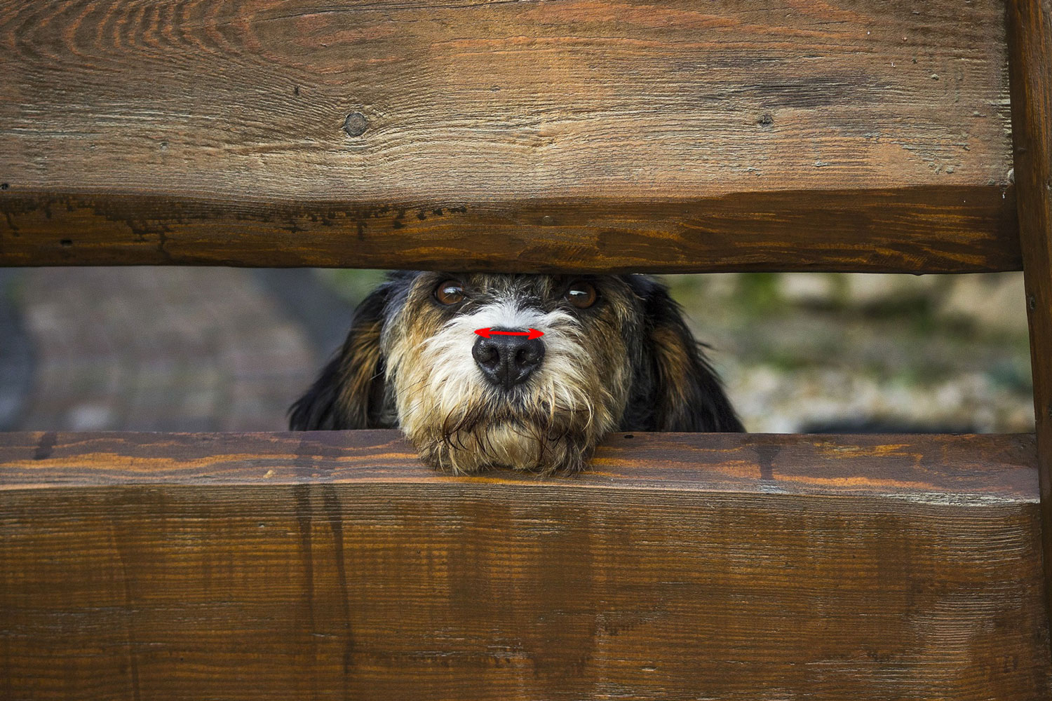 dog-nose