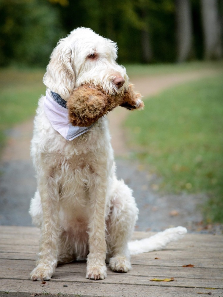 Spinone